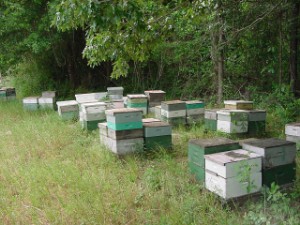 bee apiary
