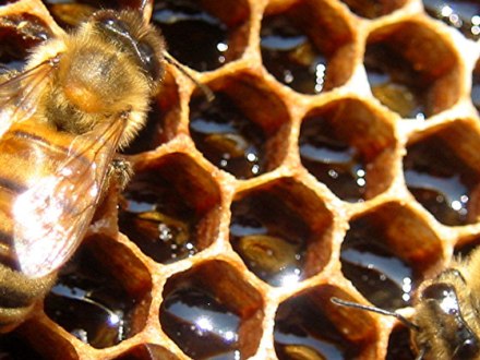bee honeycomb