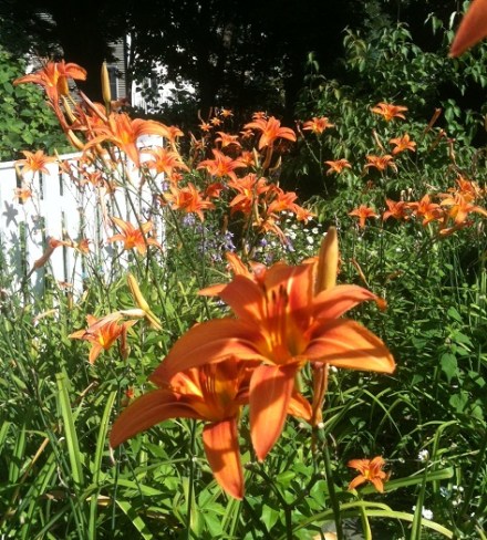 garden tiger lilies