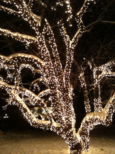 Jackson Magical Tree