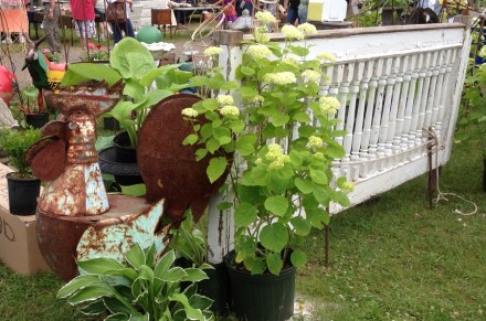 Flea Rooster and Fence