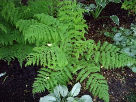 Fern