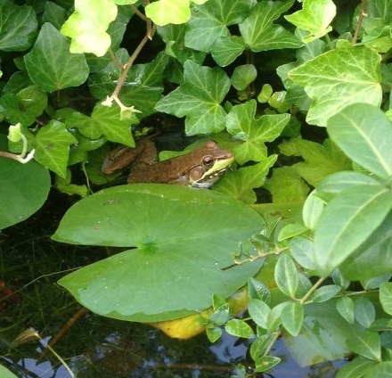Frog In Lilies Closeup