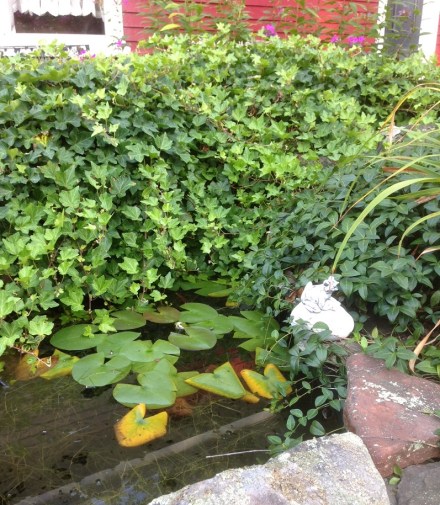 Pond with frog