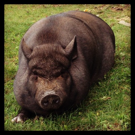 Hog Wild at the Vintage Bazaar