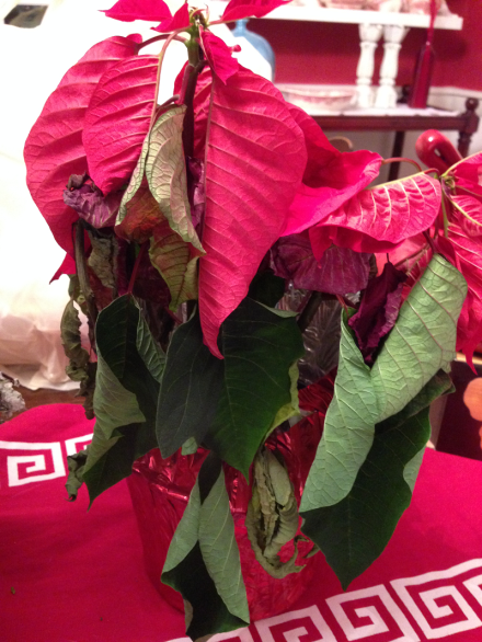 Dead Poinsettia