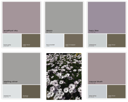 Colorful Coronado Daisies