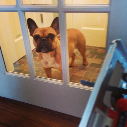 Bartlet the French Bulldog