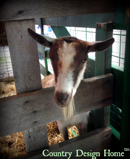 Country Living Fair Goat