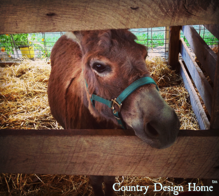 Donkey at Country Living Fair
