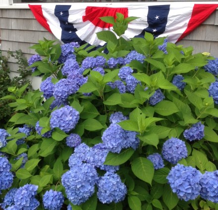 Cape Cod Hydrangeas